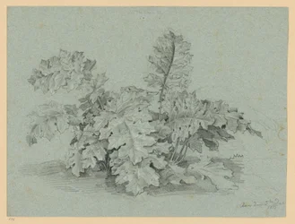 Acanthusplant