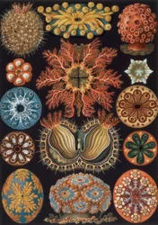 Ascidiae, plaat 85 uit `Kunstvormen der Natuur`