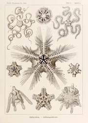 Plaat 10 Ophiothrix Ophiodea uit 
