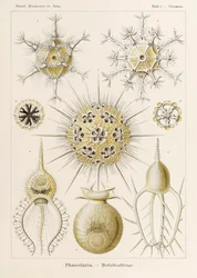 Plaat 1 Circogonia Phaeodaria uit 