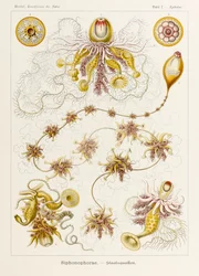 Epibulia Siphonophorae, plaat 7 uit 