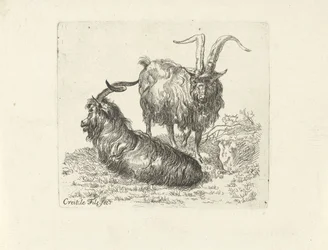 Twee rammen in een weide