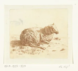Liggend schaap