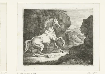 Stuiterende witte hengst