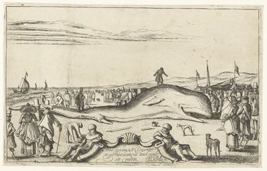 Gestrande walvis op het strand te Noordwijk, 1614