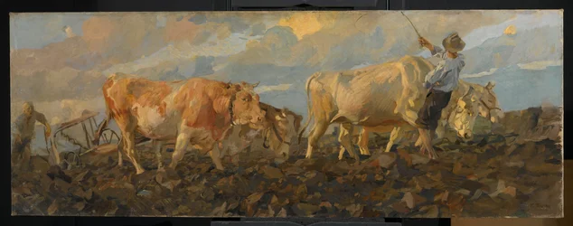 Ossen ploegen, 1911