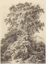 Beukenbosje