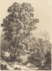 Beukenbos