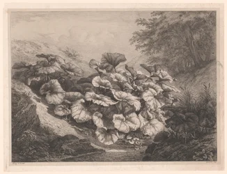 Groot hoefblad