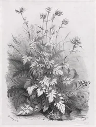 Groepen van verschillende planten getekend naar de natuur: Nr. 7