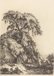 Jeneverbesboom