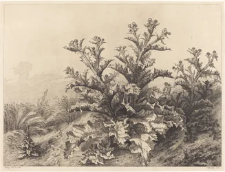 Grote distel, 1843