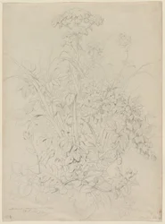 Plantstudie