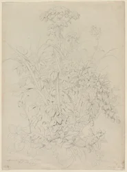 Plantenstudie