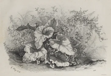 Plantstudie uit Groep van Diverse Planten Getekend en Gelithografeerd naar de Natuur (Groupes de Plantes variées dessinées sur Nature et lithographiées...)