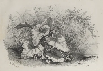 Plantstudie uit Groep van Diverse Planten Getekend en Lithografisch naar de Natuur