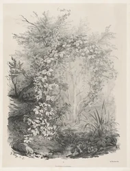 Planten en Klimop bij een Stroom