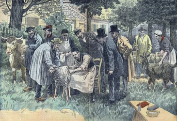 Louis Pasteur (1822-1895), Franse bioloog, experimenteerde succesvol in Pouilly-le-Fort op verzoek van de Melun Landbouwvereniging, zijn miltvuurvirus op een kudde schapen, koeien en geiten. Tekening van Damblans.
