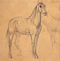 Studie van een paard