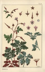 Botanische illustratie van een geraniumbloem, bloemblaadjes, bladeren