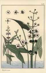 Botanische illustratie van de pijlkruid, Sagittaria sagittifolia