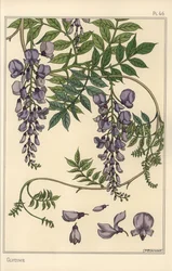 Glycine botanische studie
