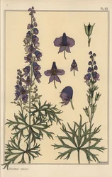 Botanische studie van monnikskap