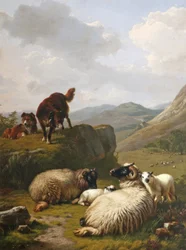 Schapen en Honden