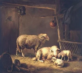 Schapen in een schuur
