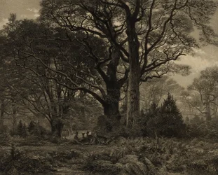 Bos van Fontainbleau