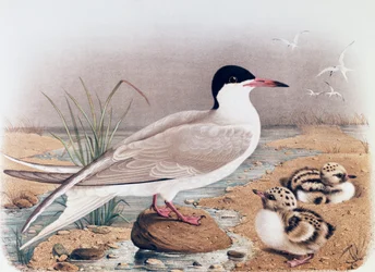 Visdief (Sterna hirundo), gravure door Oscar Dressler, uit Natuurlijke Geschiedenis van Vogels die Nestelen in Lombardije, door Eugenio Bettoni (1845-1898), Italië