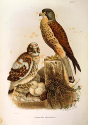 Illustratie uit Eugenio Bettoni