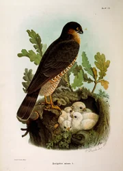Illustratie uit Eugenio Bettoni