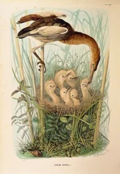 Illustratie uit Eugenio Bettoni