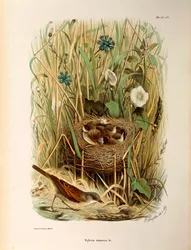 Illustratie uit Eugenio Bettoni