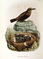 Illustratie uit Eugenio Bettoni