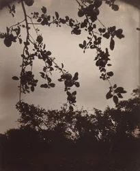 Appeltak