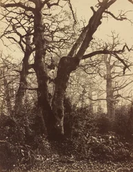 Boomstudie, Fontainebleau, 1860