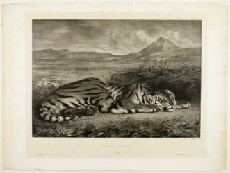 Bengaalse tijger