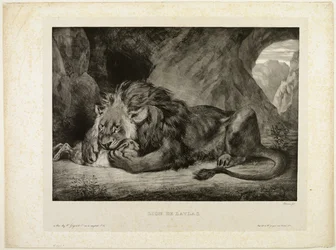Leeuw van het Atlasgebergte