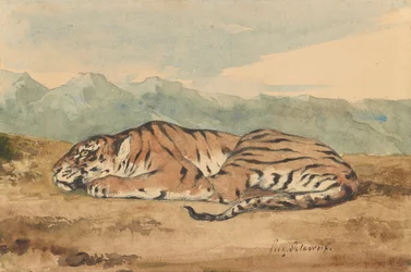 Koninklijke tijger