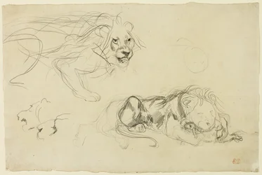Studies van leeuwen