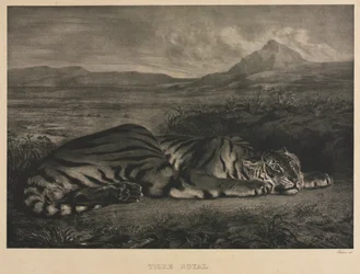 Koninklijke tijger