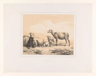 Geit, schaap en twee lammeren Diverse dieren Études d