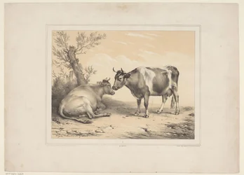 Twee koeien