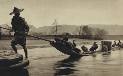 China, vissen met aalscholvers