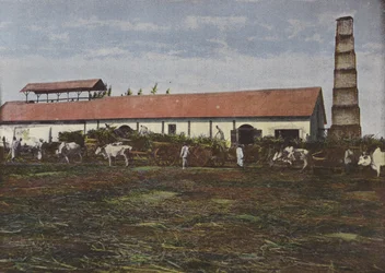 Oogst van suikerriet