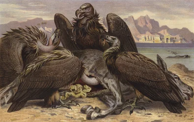 Afrikaanse Gier
