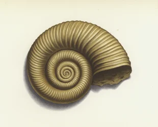 Ammoniet (kleurenlitho)