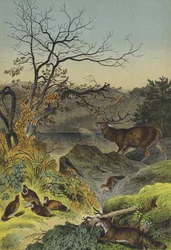 Dieren van Siberië (kleurenlitho)